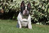 BOULEDOGUE FRANCAIS 454